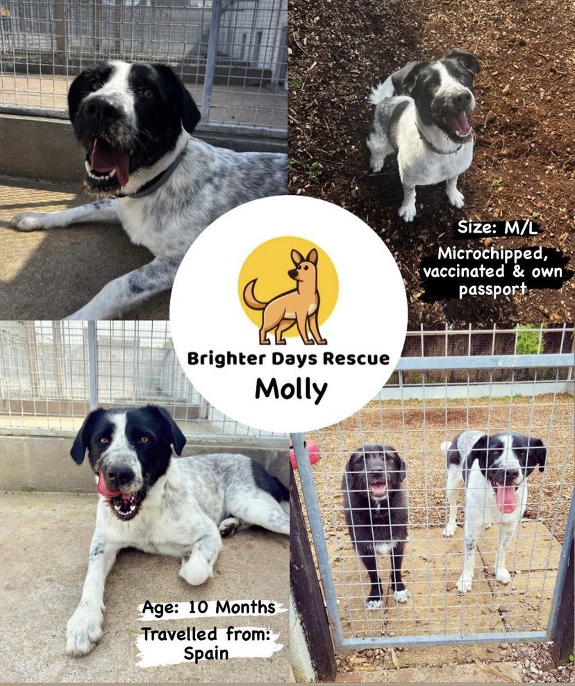 Our girl Molly 💙💙💙💙 lovely lady is still up for adoption 💙💙