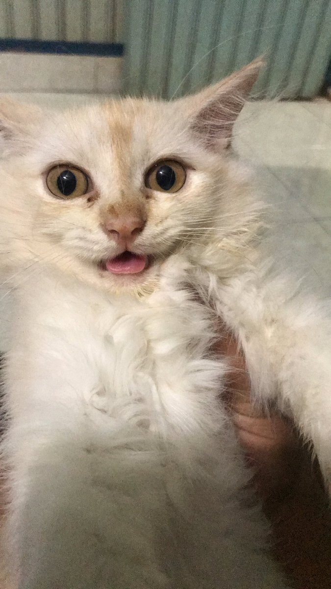 iichsanap's tweet photo. @khainsga Ada nya cat ini https://t.co/mmyD0gzViT