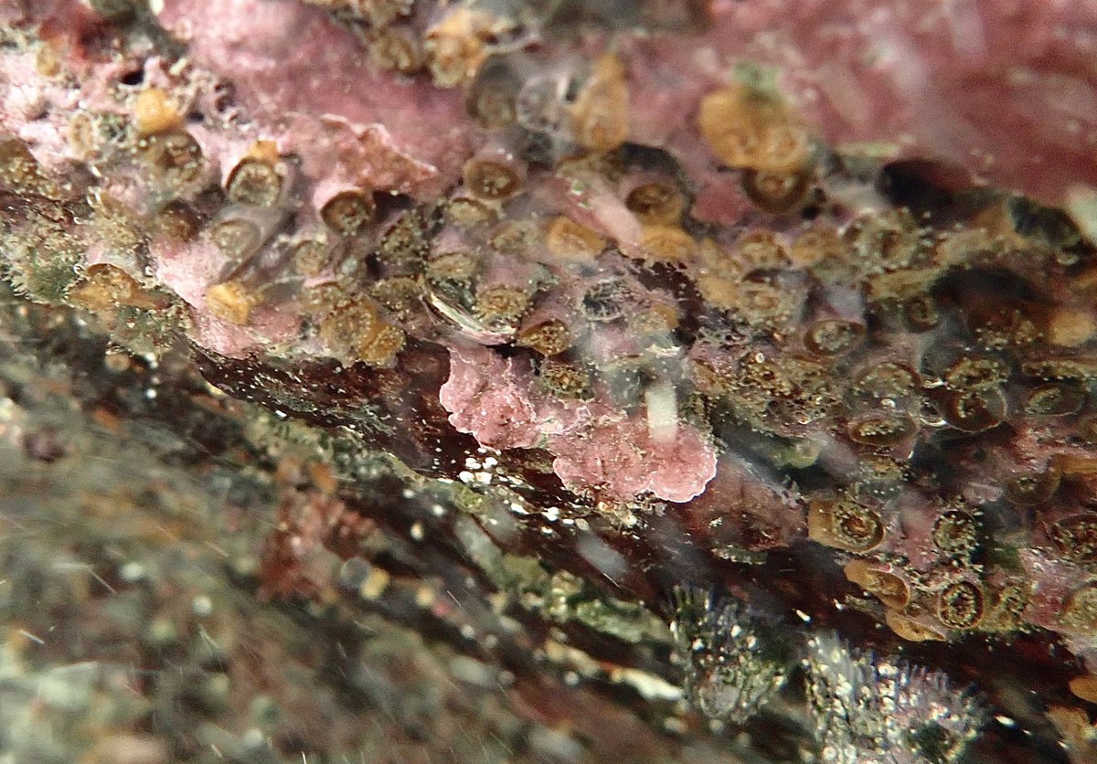 SophieVuleta's tweet photo. Some happy little cup corals (Culicia sp) hanging out in the shallows at Jervis Bay 🪸 
Always a treat heading down south to look at the cold water coral populations! (Emphasis on cold 🥶) 
Big thanks to 🥇 fieldwork buddy @Paigesawyers1 https://t.co/TtMJf32Hb7