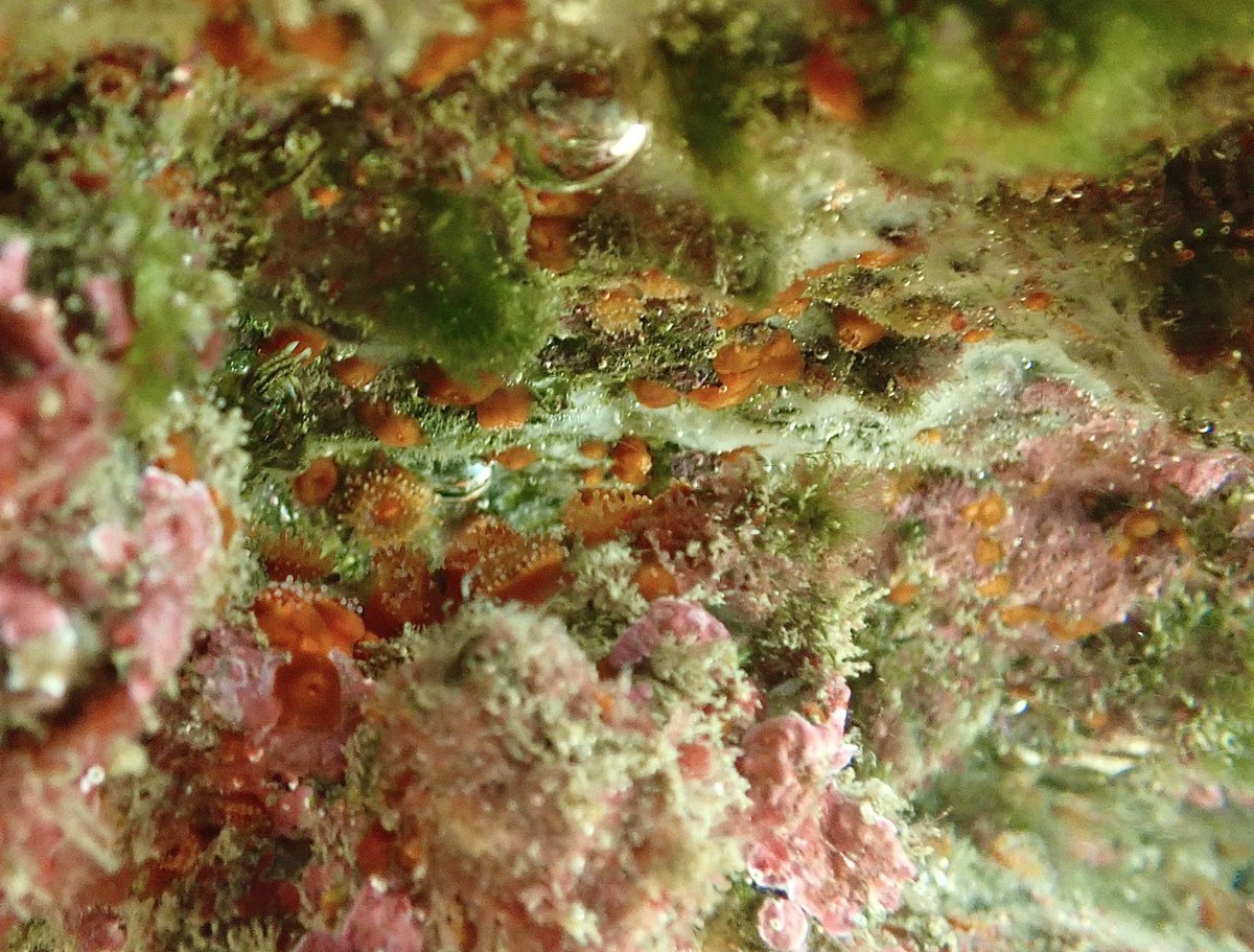 SophieVuleta's tweet photo. Some happy little cup corals (Culicia sp) hanging out in the shallows at Jervis Bay 🪸 
Always a treat heading down south to look at the cold water coral populations! (Emphasis on cold 🥶) 
Big thanks to 🥇 fieldwork buddy @Paigesawyers1 https://t.co/TtMJf32Hb7