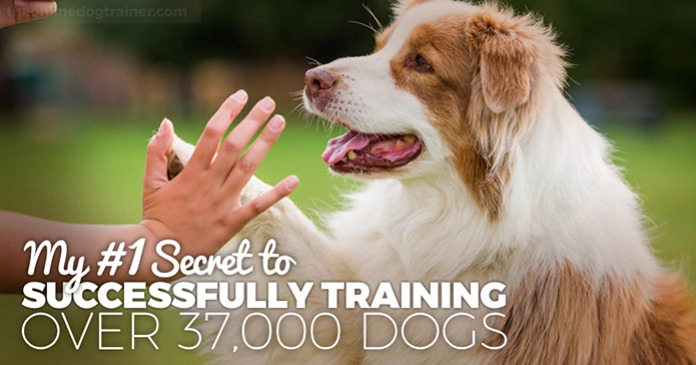 #ad #australianshepherd #aussie #dogtraining #puppytraining #aussielovers

The Dog Calming Code: My Secret to Successfully Training Over 37,000 Dogs 🐾💖🎓
bit.ly/2todt-the-dog-…