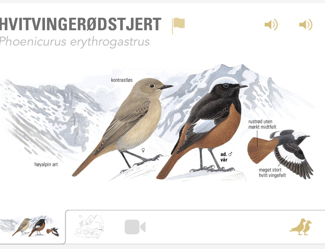 Uventet positiv opplevelse når det på en liten jordflekk ved siden av bilen dukker opp en skapning som utelukkende lever over 2000m i alpene, men som overvintrer «nede» på 1000-1600m #birdlife <a href="/Fuglevern/">BirdLife Norge</a> Sier kanskje litt om dagens vær?