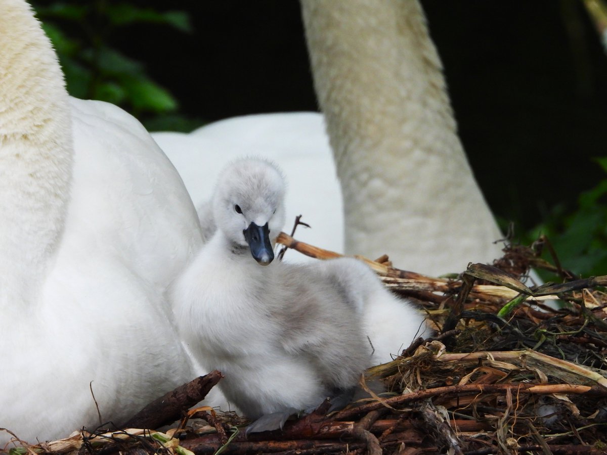 susan555_'s tweet photo. #newlife at #dedridgepond #westlothian #scotland counted six cute little #fluffs #cygnets #swans #muteswans #wildlife #nature #adorable #beautiful #swanlife #littlecutie #fluffy #fluffycuteness #cuteness #eggs #swaneggs #nest #swansnest https://t.co/KsOY9RsMwC