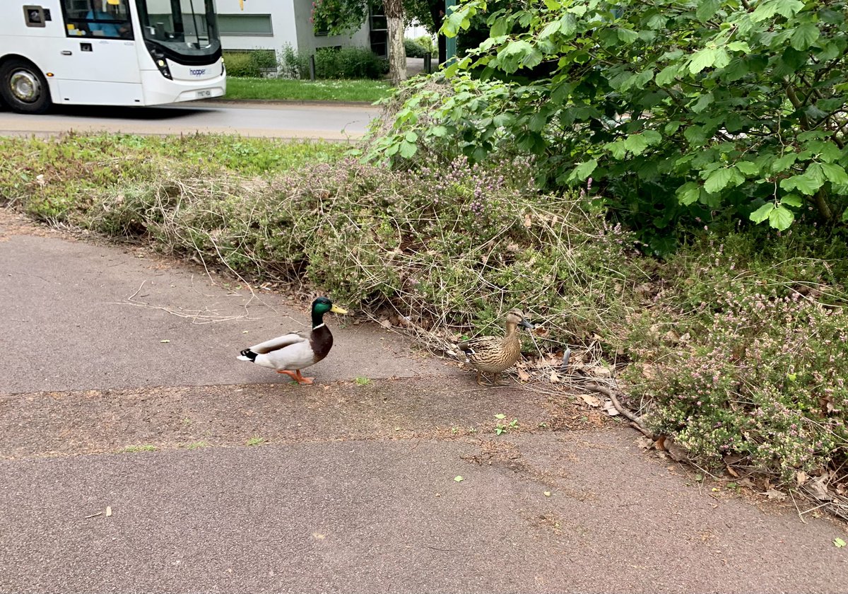 eleanorforward's tweet photo. As I was leaving work yesterday evening, this lovely pair escorted me back to my car 🥰 #BeastsofUoN https://t.co/xPzy5dTqqJ