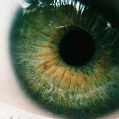 poeticalphotos's tweet photo. green https://t.co/VPr2iLm21B