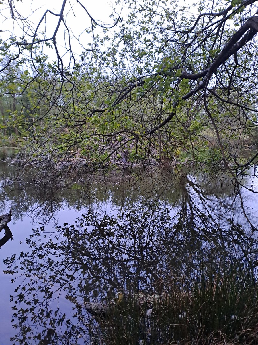 All classrooms should look like this.  #RiparianTreescapes #Beavers #Woodland #Education #restoration