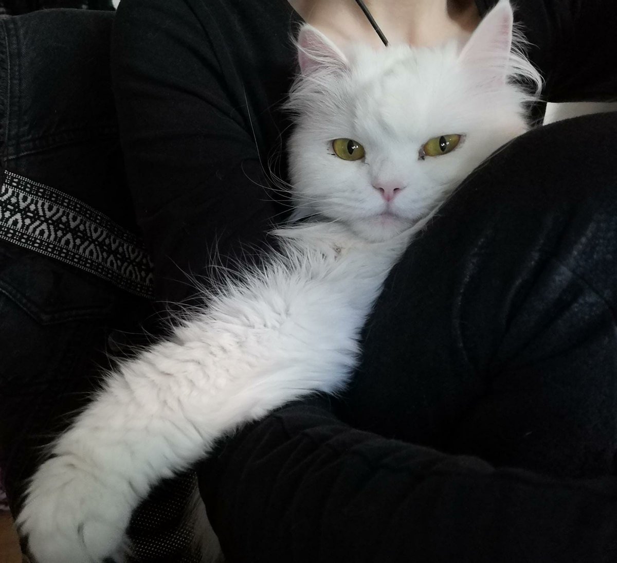 Taco Storm tweet media