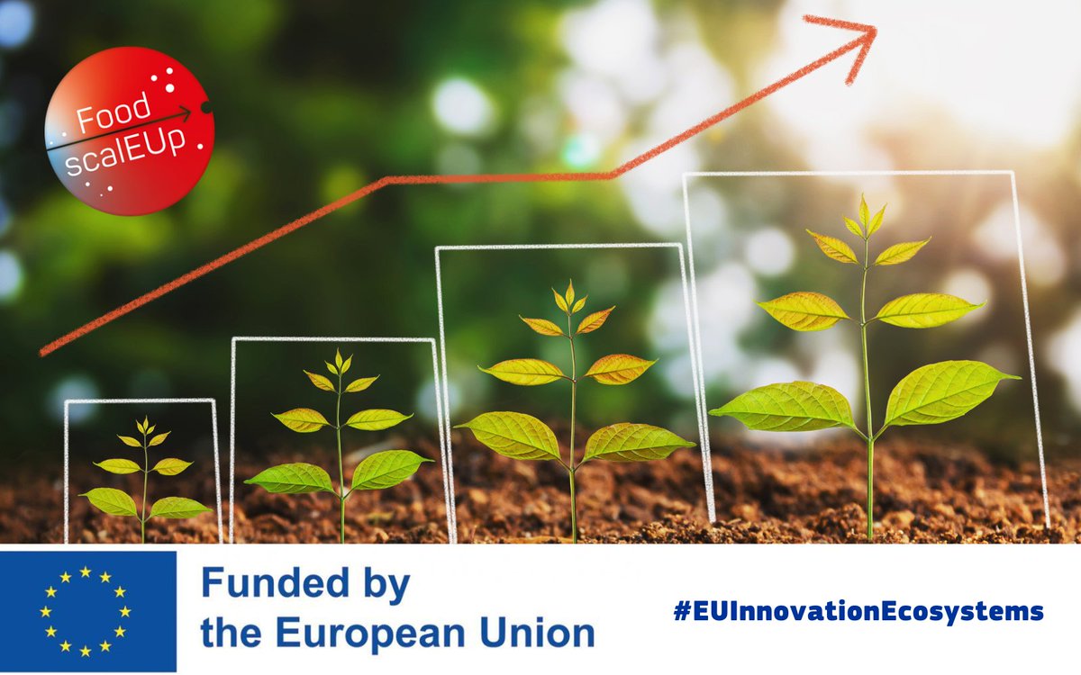 🇪🇺-funded Food-scalEUp project conducted a cross analysis of their agri-food 💻 digital acceleration ecosystems to create a directory of key players & started identifying the needs of 🌾 agri-food #innovation companies.

Read more👉 europa.eu/!GdQ7TX
#EUInnovationEcosystems