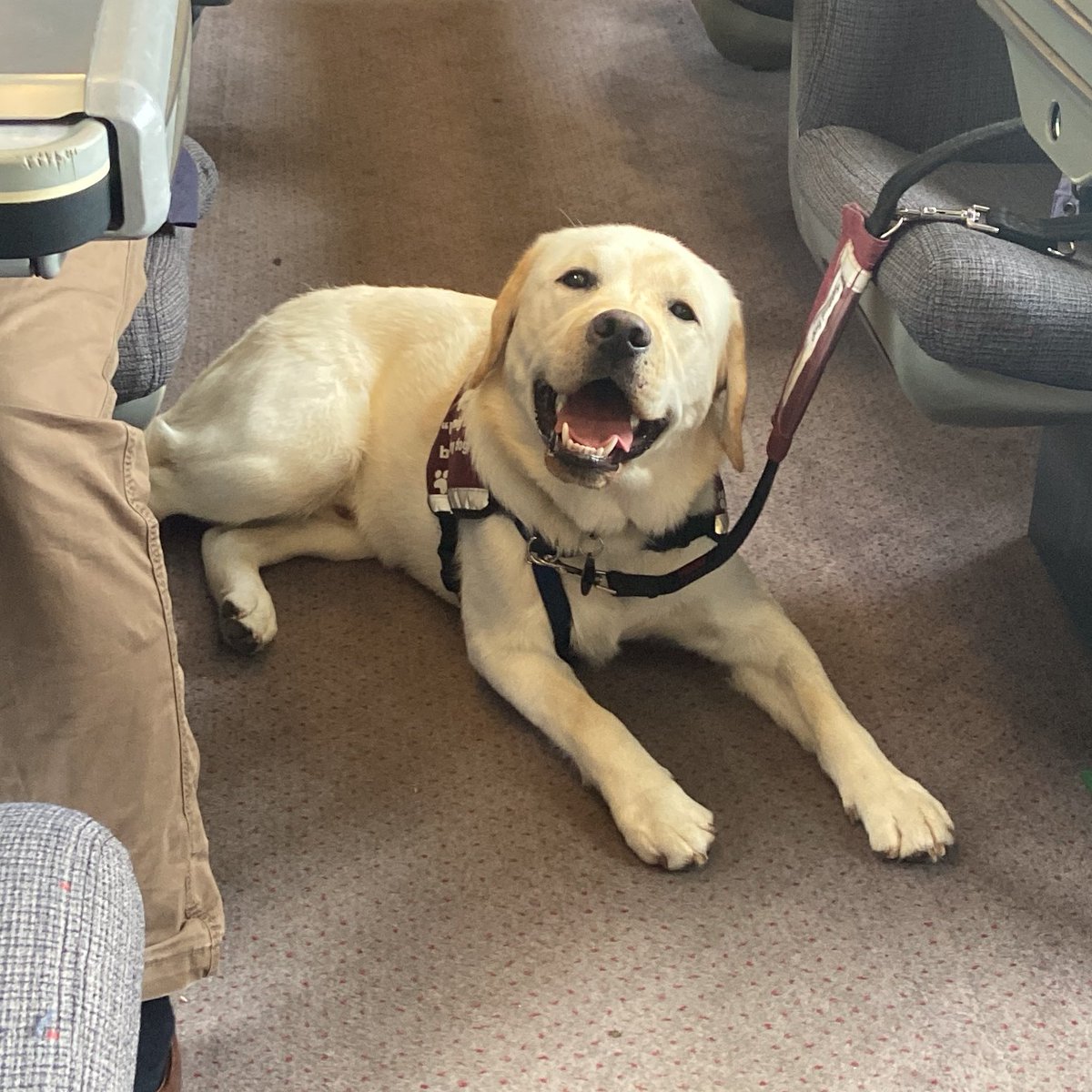 Orbit has been on his first train journey, and we think he quite enjoyed it! 😁🚆

A hearing dog might accompany their partner on public transport, so it's important they are relaxed with the experience.

Orbit did brilliantly and will build on this journey with another one soon.