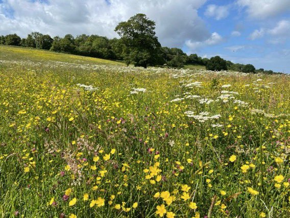 DanicaPriest's tweet photo. Politicians are trying to gaslight us into believing most of the Green belt isn’t green. This is what our greenbelt looks like in Bristol &amp; North Somerset. Let’s see your greenbelt! Comment with photos of your fav greenbelt sites to show what most of this land really looks like🌳 https://t.co/7YL0hinV5e