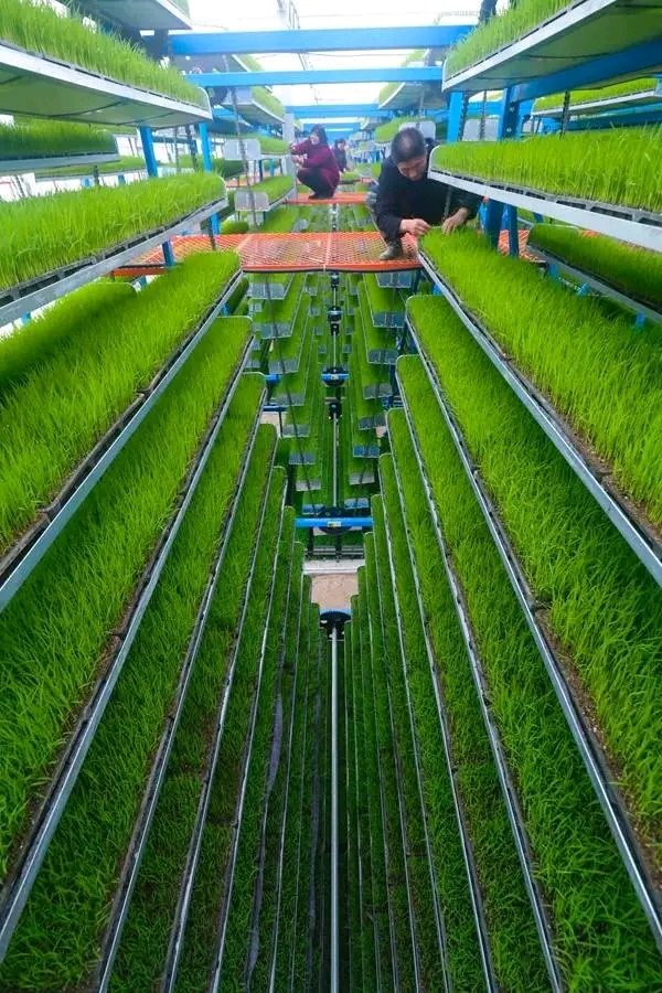 The Modern Rice farming Technology in Israel 
#agritech #modernagriculture
#agritechnology
