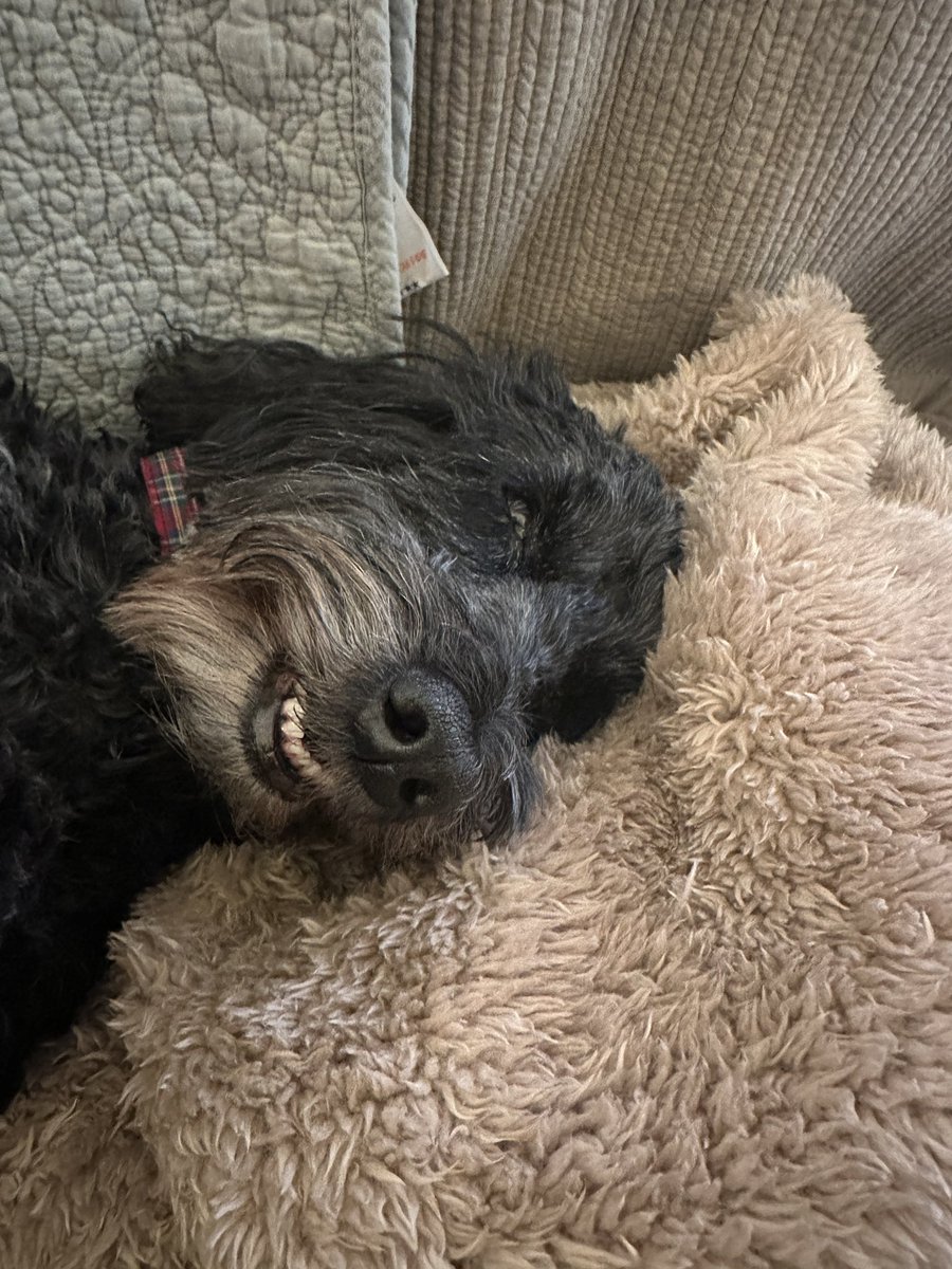 AnneCHouston's tweet photo. @bunsenbernerbmd A good morning smile from Indy https://t.co/mEDzbBTrWH