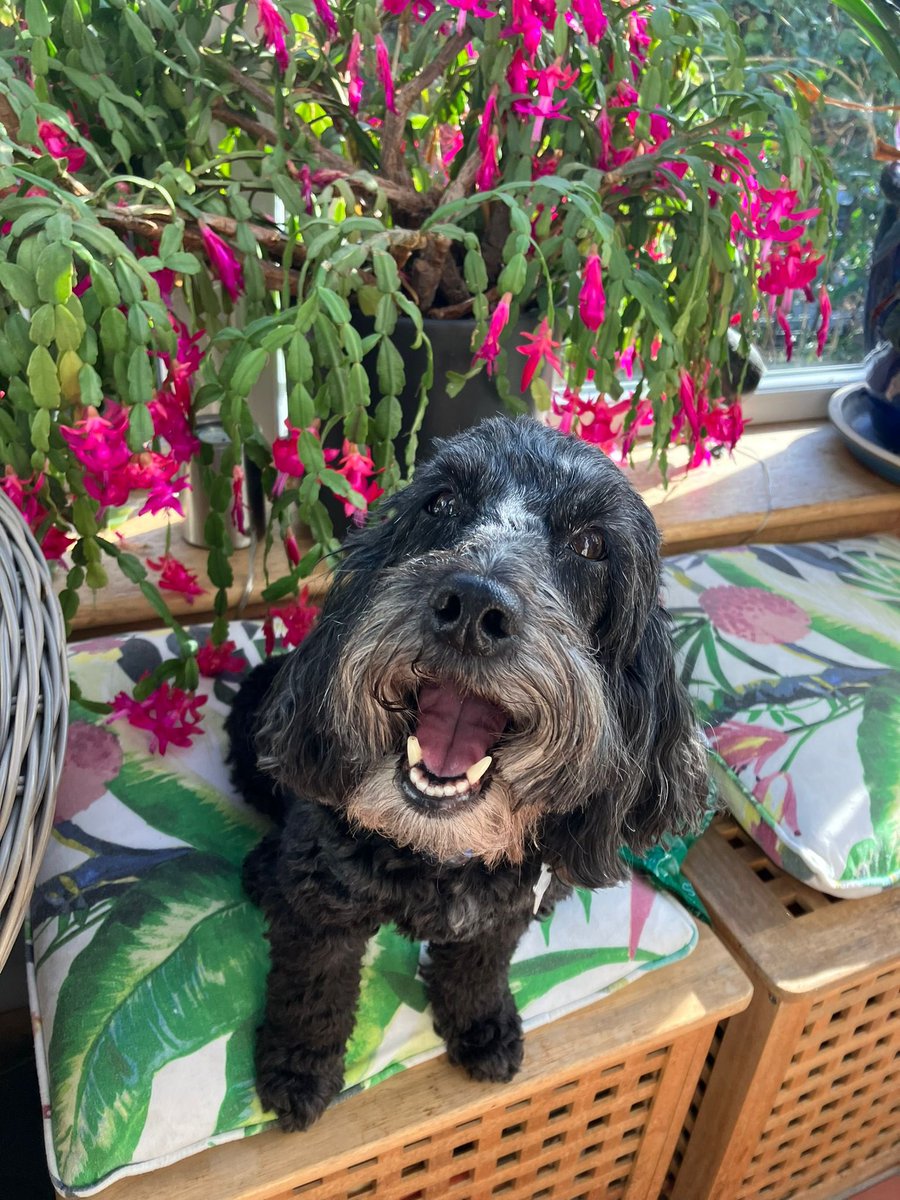 AnneCHouston's tweet photo. @bunsenbernerbmd A good morning smile from Indy https://t.co/mEDzbBTrWH
