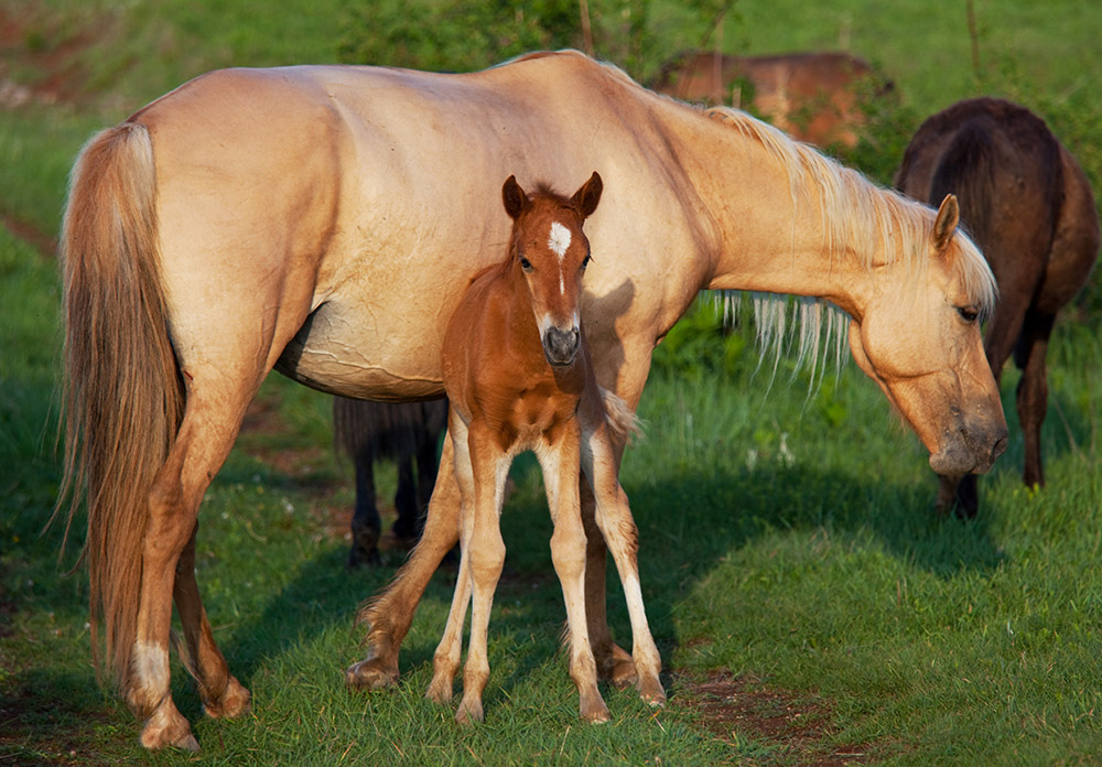 portoverde's tweet photo. 😍🐴 Familia... donde comienza la vida y el amor nunca termina.
https://t.co/oT5HpEKpLZ
#horse #equino #ecuestre #portoverde  #redesheno #heno #slowfeeding #redesparaheno #slowfeeder #findesemana #familia https://t.co/5GrP1VmO3y
