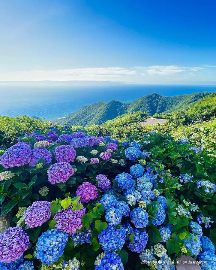 Japan_Australia's tweet photo. The rainy season will soon be upon us, which means hydrangeas. A great spot to check them out is the 634-meter-high Mt. Yahiko in Niigata, where around 10,000 hydrangeas reach full bloom from mid-June to mid-July #Niigata #Japan #travel 

📷 Photo by Niigata Tourism Information https://t.co/wmhyAe6GuI