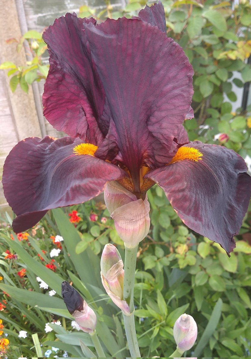 Bearded Iris for #FlowersonFriday