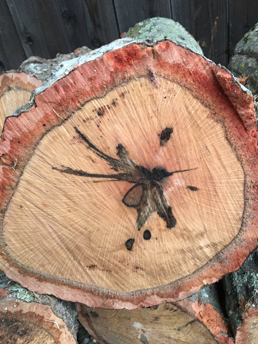 Rogertmichael's tweet photo. Amazing images inside oak trees https://t.co/MTlU2wSScA