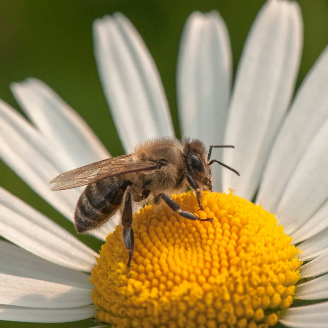 Did you know that bees pollinate around 75% of the world's food crops? However, these vital pollinators are facing numerous challenges which are causing their numbers to decline, and we must act now to protect them.

Find out how you can help here: buff.ly/438ljU1