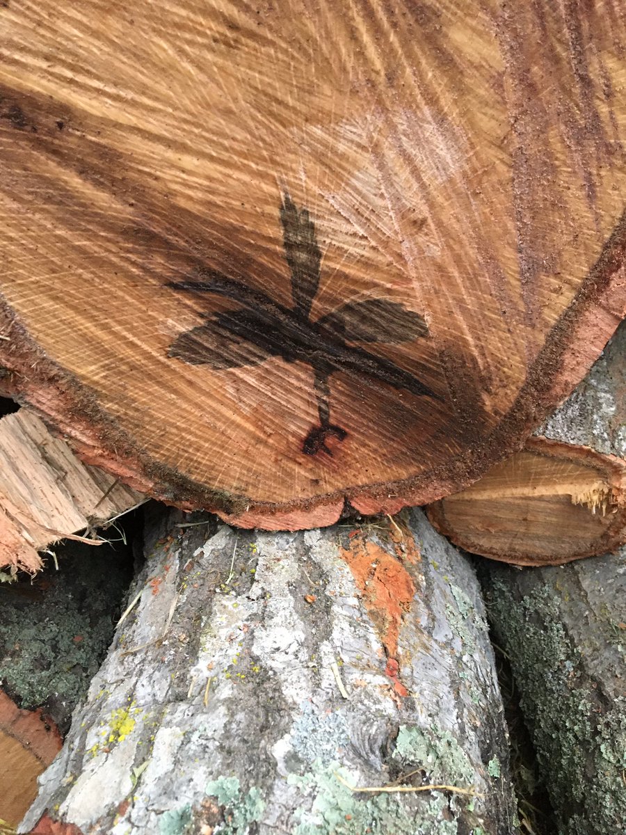Rogertmichael's tweet photo. More images from oak trees https://t.co/OThZIsOshJ