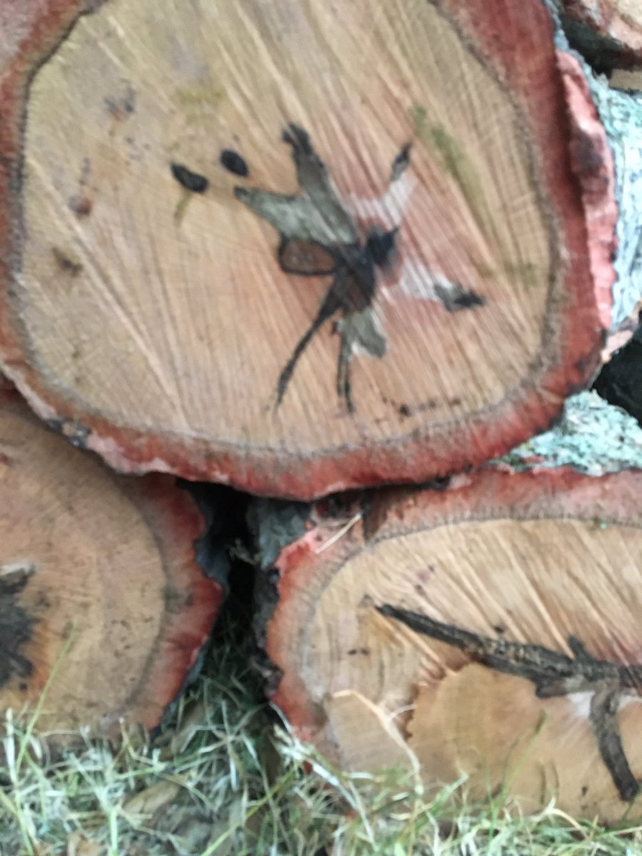 Rogertmichael's tweet photo. More images from oak trees https://t.co/OThZIsOshJ