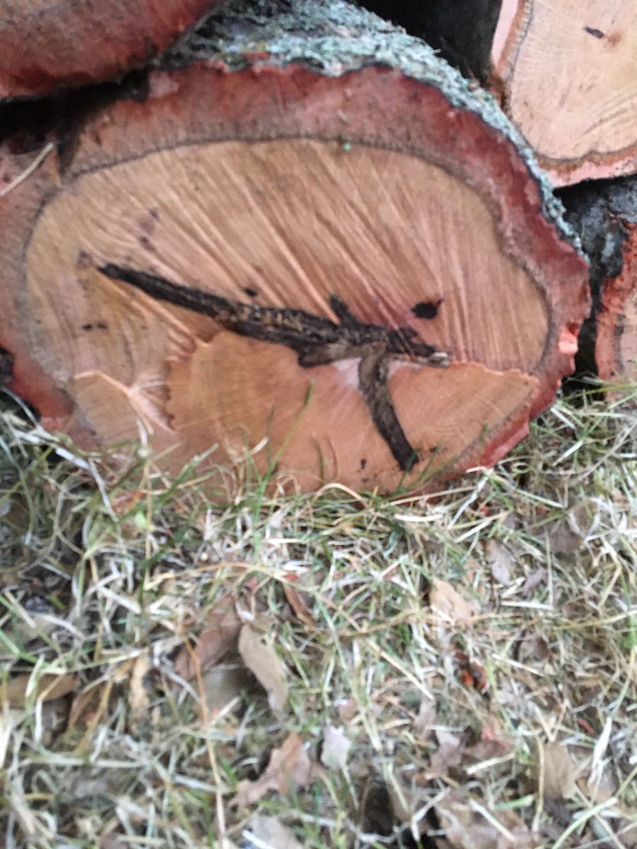 Rogertmichael's tweet photo. More images from oak trees https://t.co/OThZIsOshJ