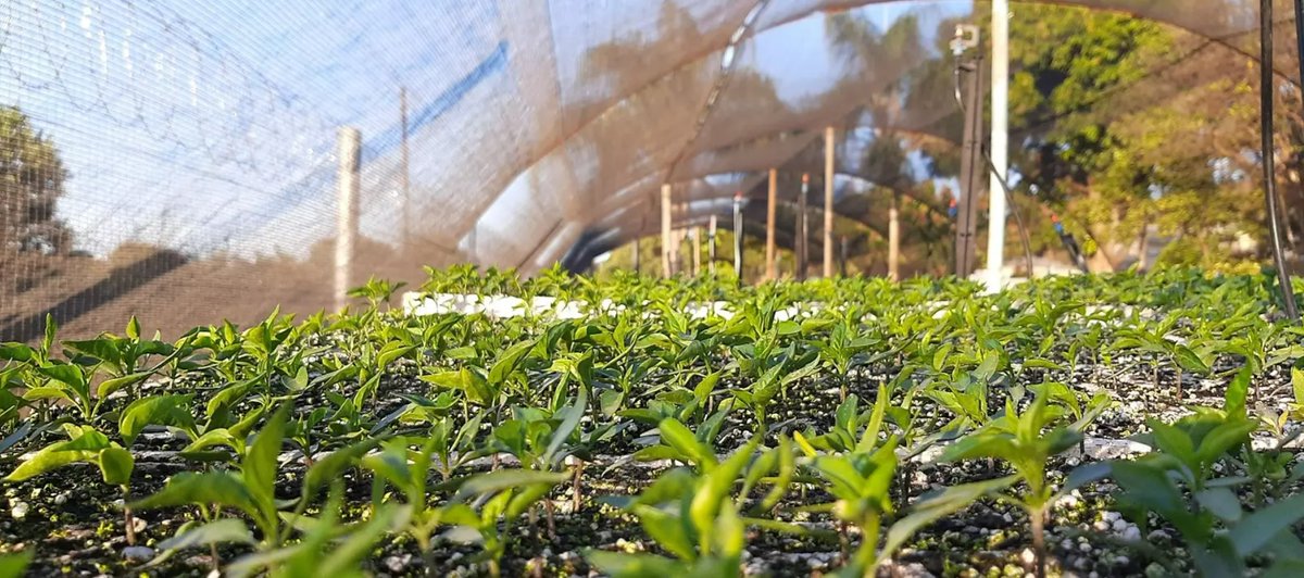 Did you know our current food system is wreaking havoc? It's not just about hunger, but also the devastating environmental impact. 🌿 Over 1/3 of global carbon emissions &amp; a staggering 80% of deforestation can be attributed to this broken system.

 ow.ly/tsRc50OpQwL