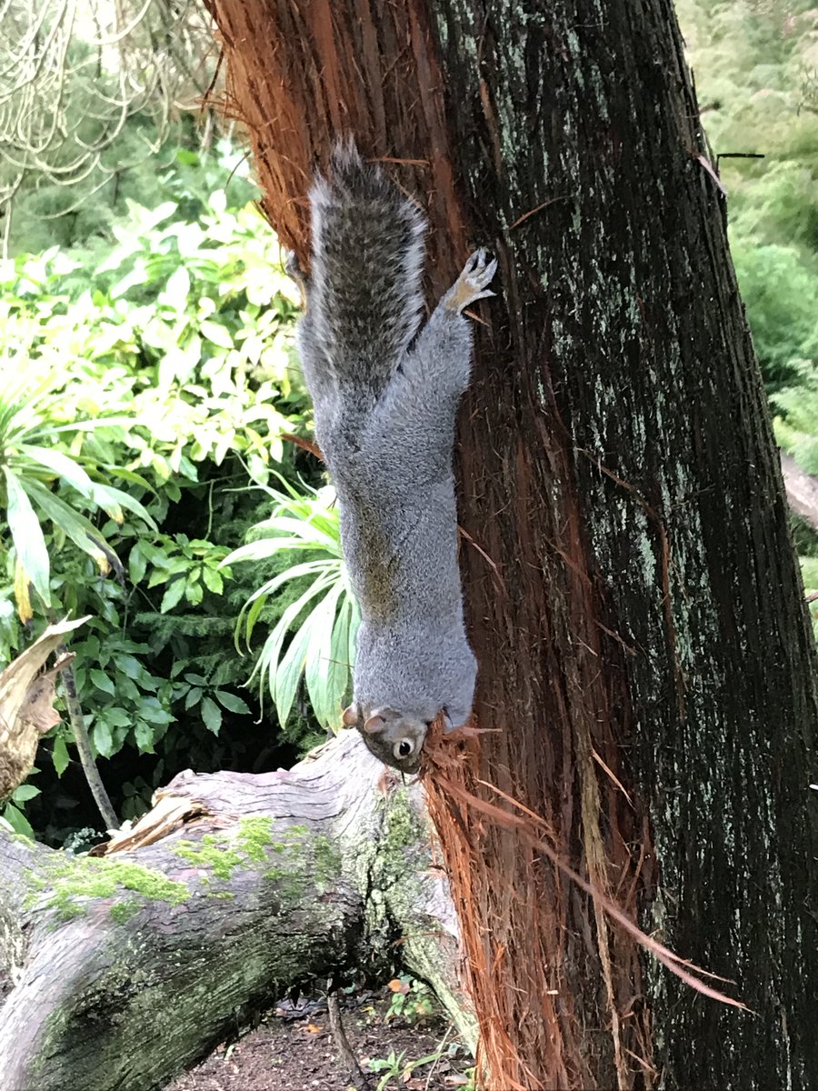 It is illegal to transport or release a Grey Squirrel once captured - this is because the release of Invasive Species is banned by The Wildlife and Countryside Act 1981 on the grounds that they cause 'severe problems for native animals and the environment'. #INNSweek
