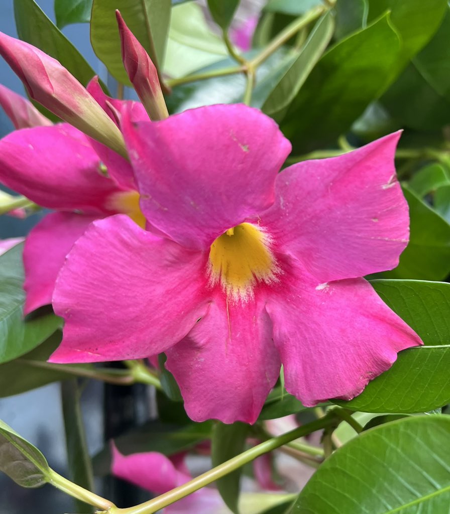 This week’s #FridayPink is this Chilean Jasmine or Rocktrumpet spotted yesterday in Amsterdam centre, so pretty. Happy Friday everyone! 💕🌸🌷🎀 #flowersonfriday #flowers #GardeningTwitter
