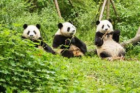 PandaEveryHour tweet picture