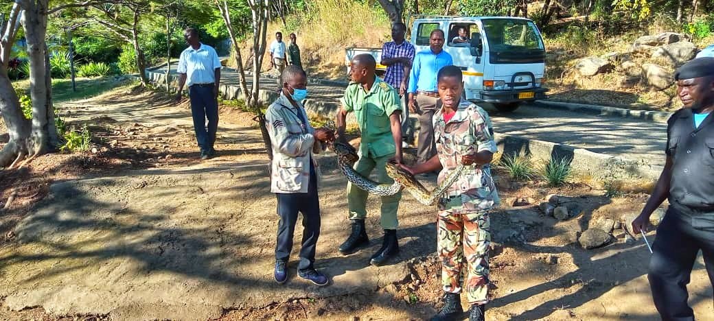 adven_withcolby's tweet photo. This is how the day has started at Michiru Mountain.
Rescue and rehabilitation of a python snake that was find in the community.

Pythons are facing the threat of extinction due to pernicious activities of humans and their interference in the natural habitat of pythons. https://t.co/8Eu36ulxeY