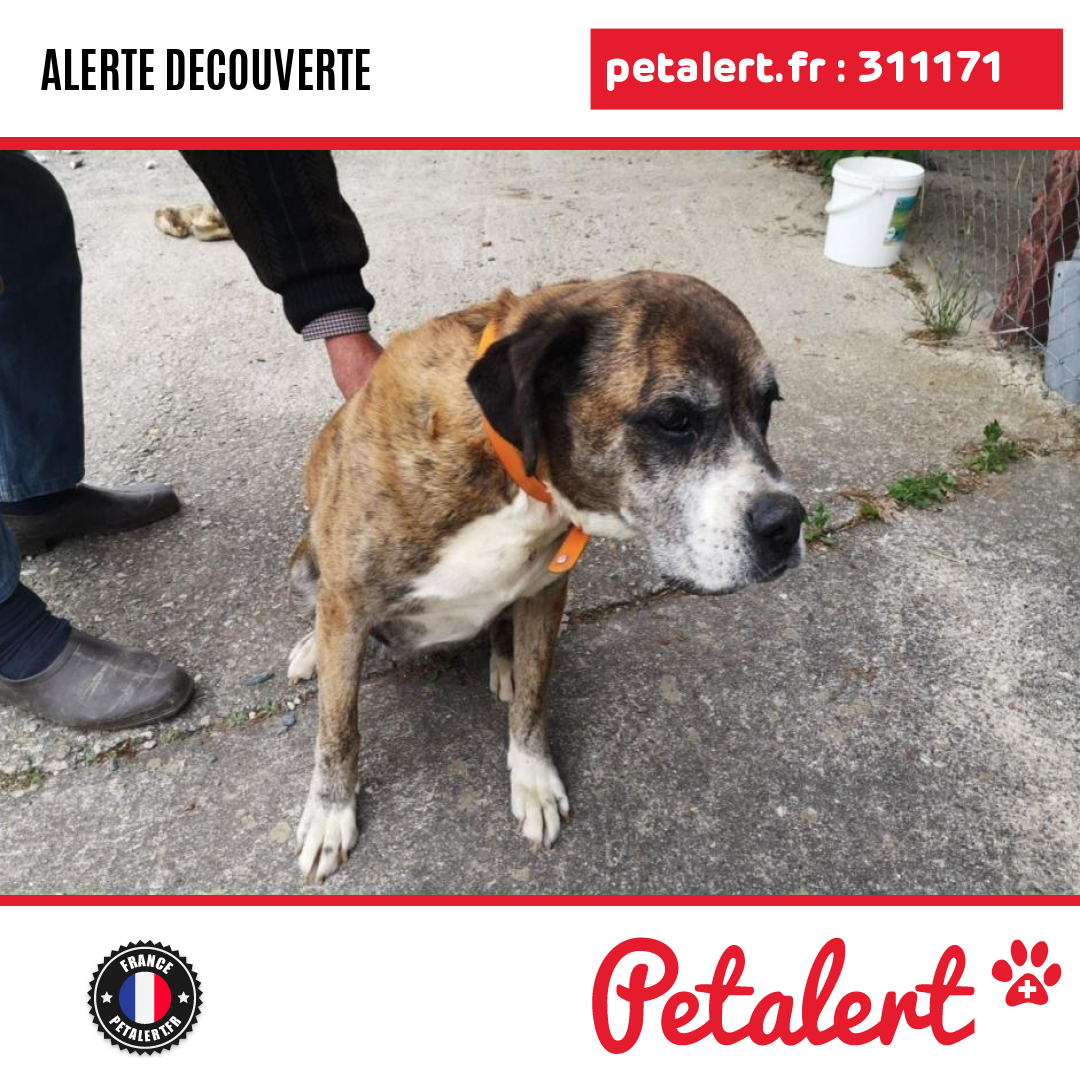 petalert_france's tweet photo. Trouvé #Chien #Tarn #Lasgraisses #Petalert #PetAlert81 / https://t.co/A11zwc9R8z https://t.co/KLRxu6eHzr