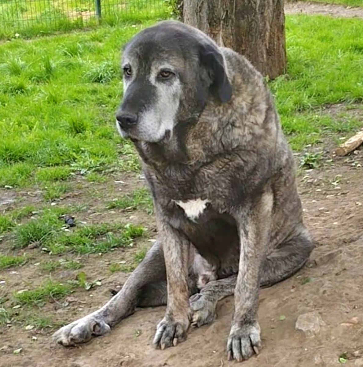 #ASTURIAS
#TIGRE es un señor Mastín de casi 10 años.
Es lo más tranquilo del mundo.
Se lleva bien con otros perretes, simplemente los mira y pasa de ellos, él solo quiere estar echadito mirando el paisaje...

Sabemos que por ahí hay alguna familia de buen corazón con una casa con