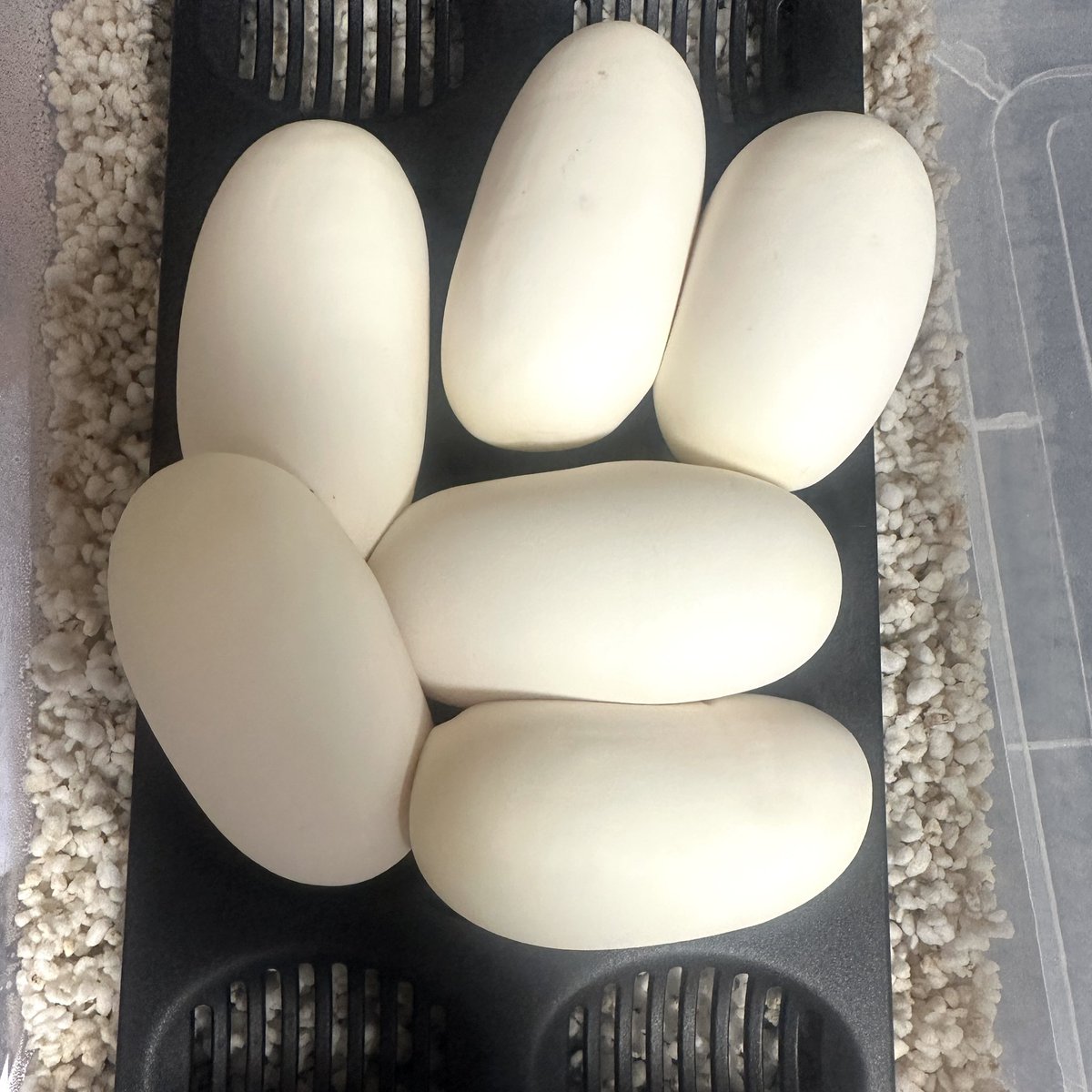 GHI Mojave Pastel Ghost × Pied