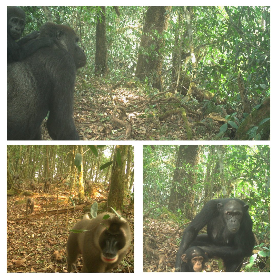 Today is #EndangeredSpeciesDay, and we celebrate endangered species in #Nigeria such as the Cross River gorilla, drill, and the Nigeria-Cameroon chimpanzee. #WCSConservation