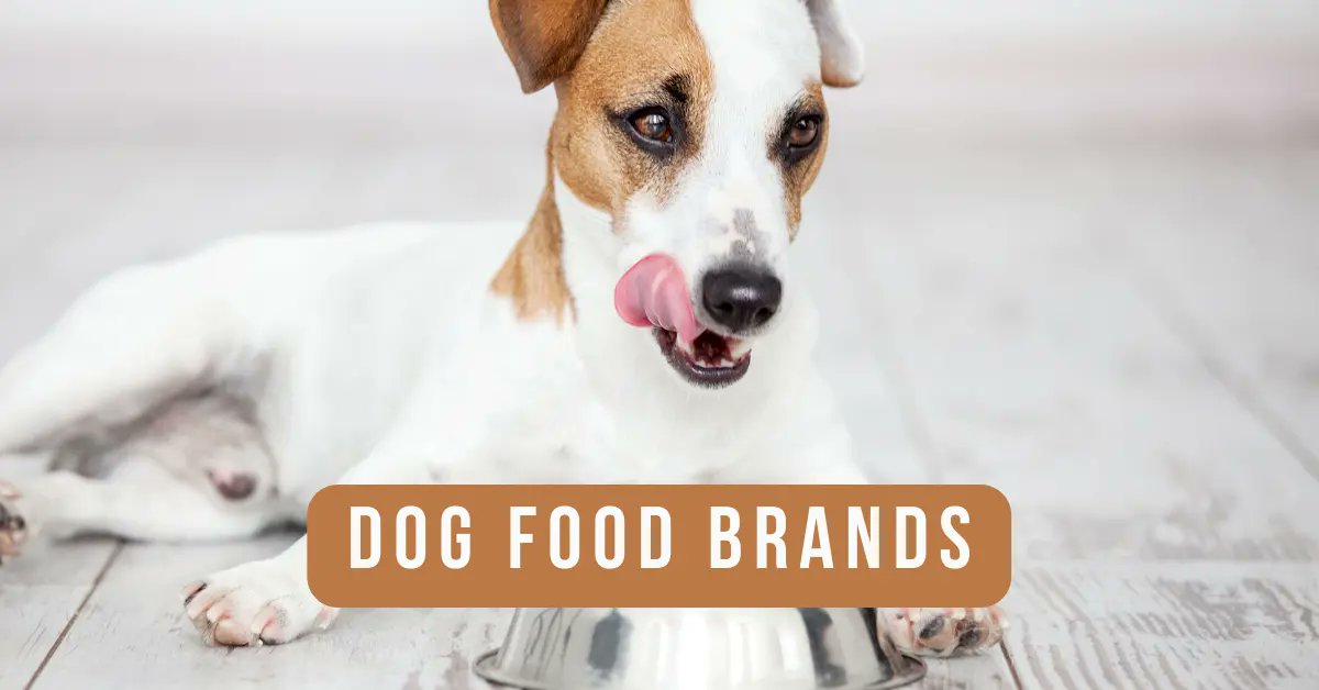 dogtraincourse's tweet photo. Avoid these 7 Dog food brands in 2023! Don't compromise your pup's health. Click the link in bio to find out which brands to steer clear of! Follow us for more valuable pet tips and recommendations. 
https://t.co/Iiv9XON0aA
#DogFoodAdvice #PetHealthTips #HealthyPups https://t.co/SRz4BM1vhL