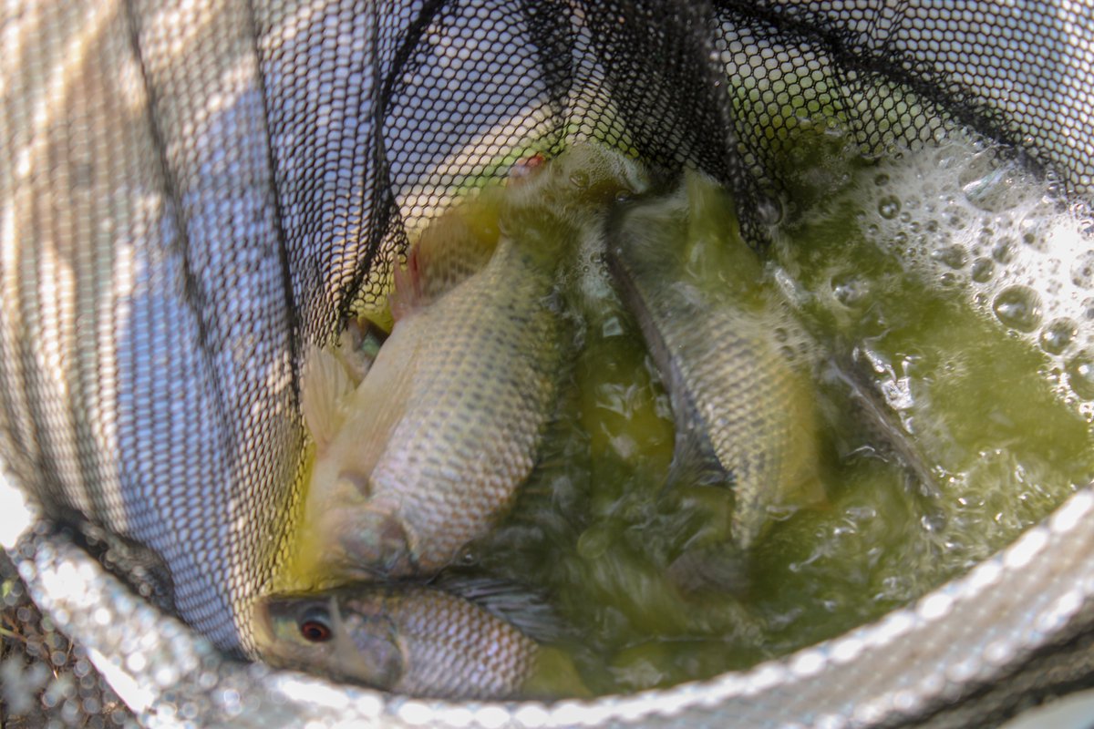 AquarechLtd's tweet photo. Our team of experts visited @Caleb Abeka, a fish pond farmer Homabay county. They sampled fish and collected data, with this data, they can collectively make more informed decisions about the habitats and characteristics of the fish populations and communities.
#fishsampling https://t.co/G6nXPIfFkB