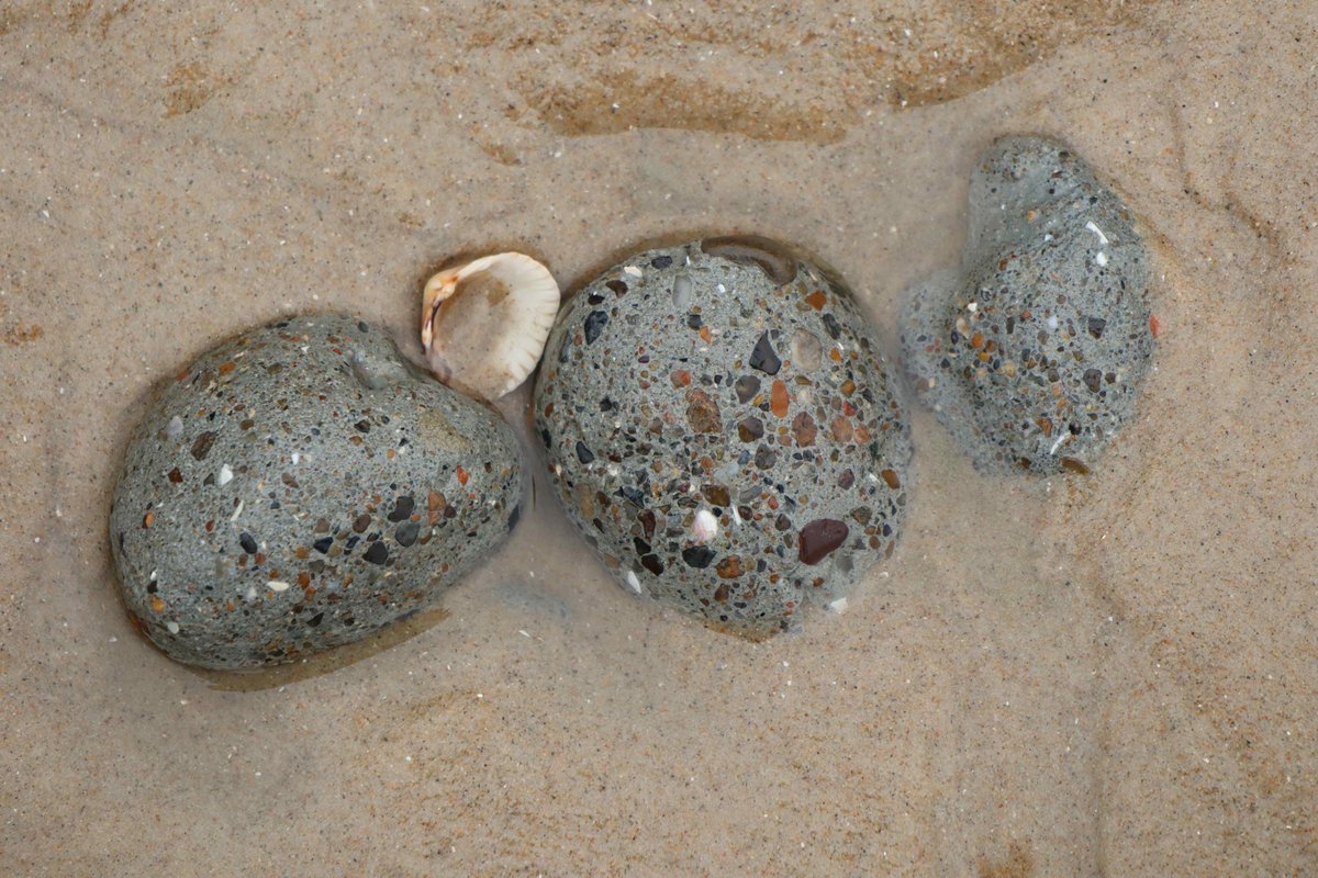 TsunamiSand's tweet photo. Rare occurrence of pebble-coated #clasts: eroded pieces of #glacial #clay (= #till) were rounded by #wave action in the shallow water #nearshore and 'breaded' with #sand and small #pebbles.
#coast #coastaldynamics #pebblecoated #sediments #beach #Denmark https://t.co/g4veYnQCyO