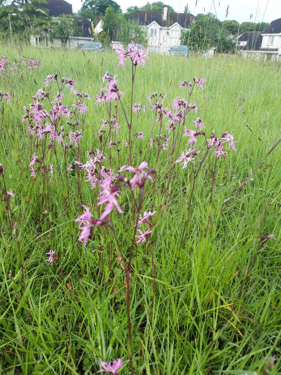 Lovely to see Ragged Robin popping up in some of the #letitbee no mow sites in #Limerick.   Much loved by butterflies and long-tongued bees.   A lovely record to submit to <a href="/BioDataCentre/">Biodiversity Ireland</a>
