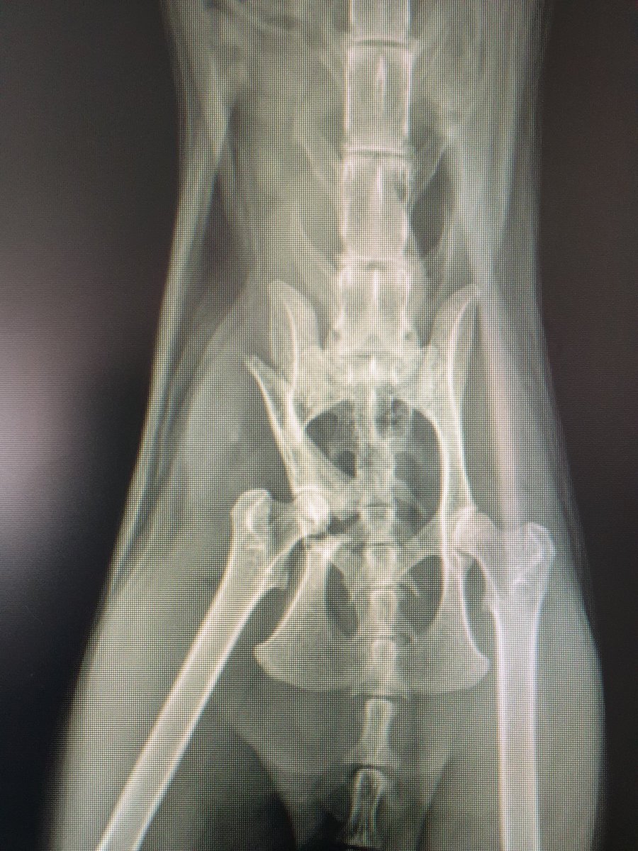 anikamiteinem's tweet photo. Ich war jetzt 2 Stunden beim Tierarzt. Das Becken ist gebrochen 😔 OP wird im 4 stelligen Bereich sein. Das Geld haben wir nicht... komme mir vor wie der größte Tierquäler https://t.co/T1FvZ2l7T0