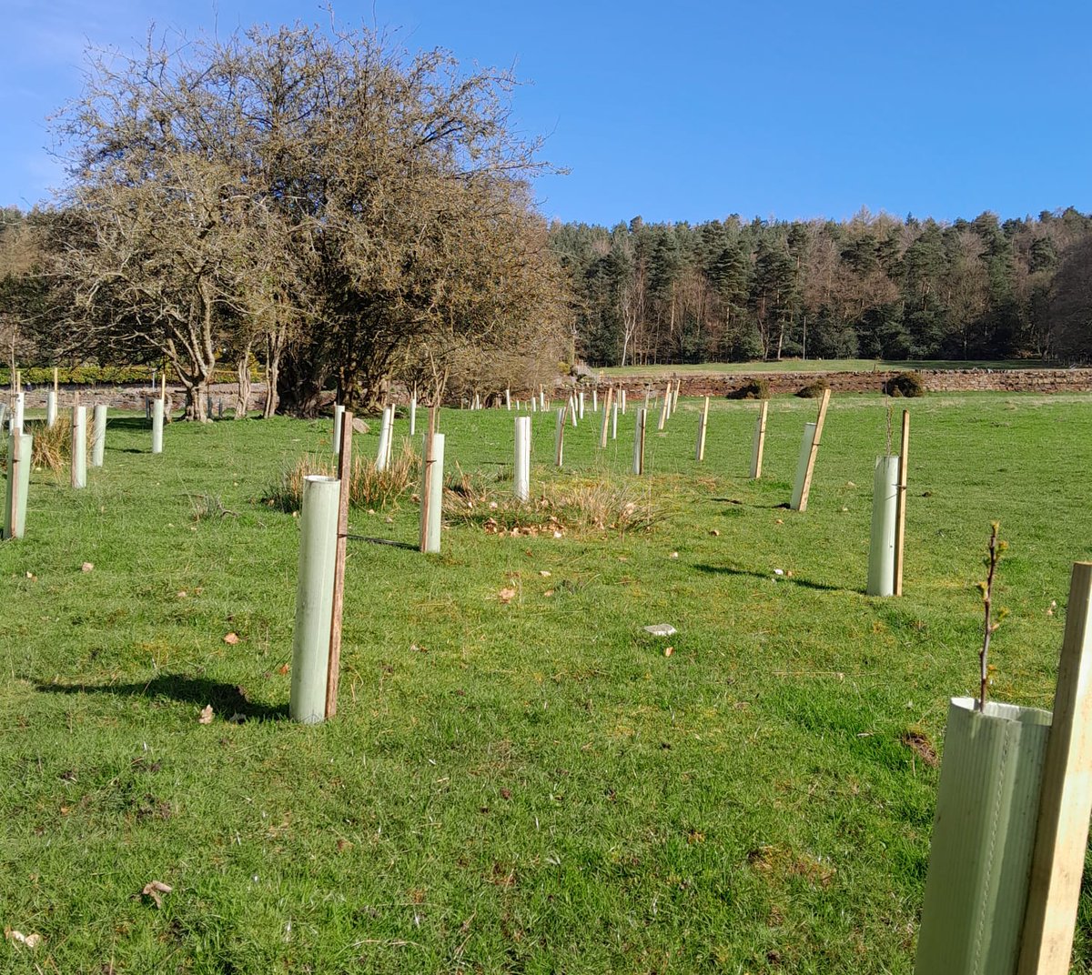cumbriawildlife's tweet photo. Huge thanks to @nationalhways #NHNatureWeek whose support via #Network4Nature is transforming nature-depleted land at Cold Springs nr Penrith into a haven for wildlife & people. Brilliant local volunteers have planted native trees giving the hedgerows a real boost📷 SimonWhalley https://t.co/LnFWEjjR43