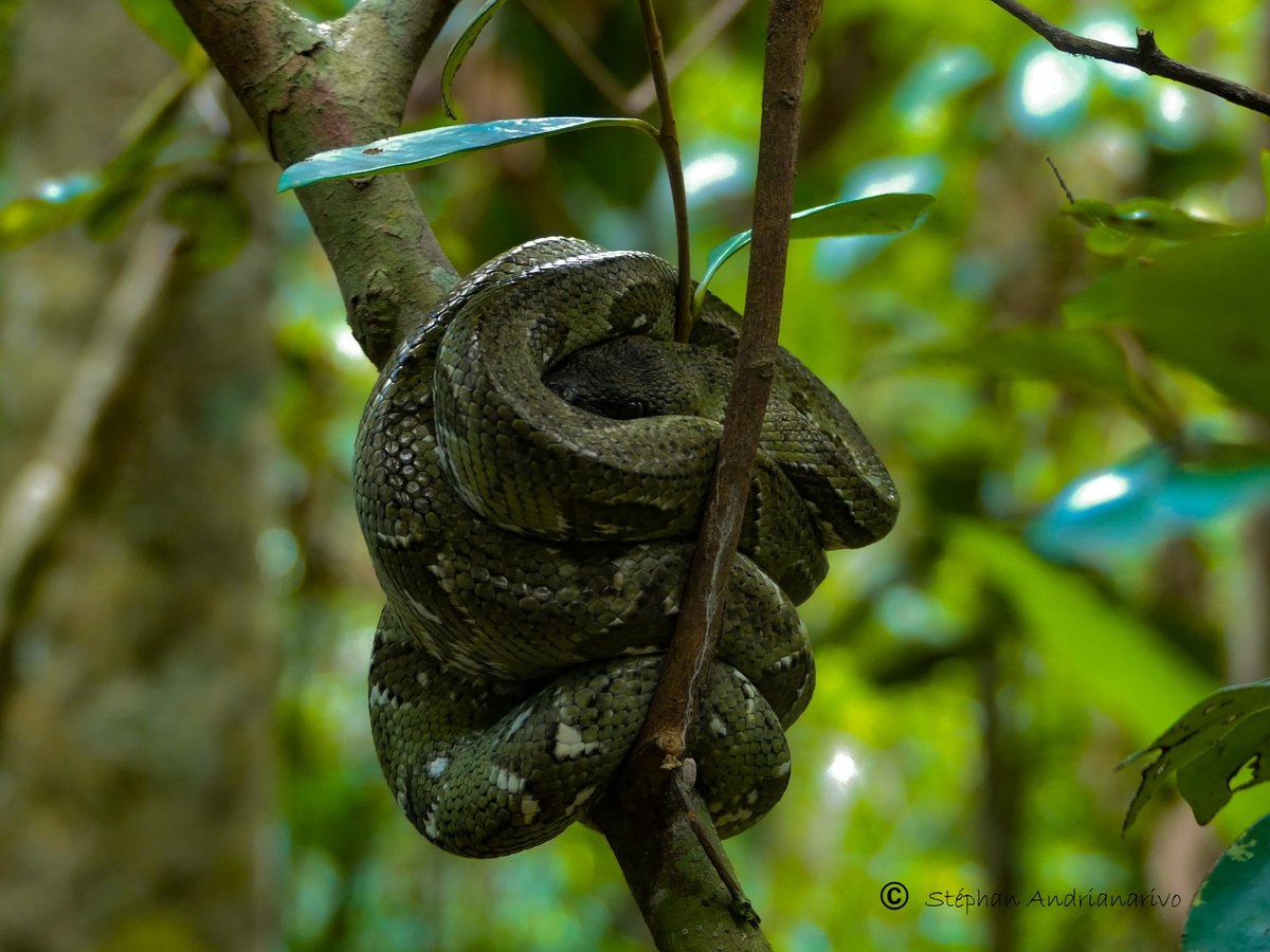 T_Andrevory's tweet photo. #Herps_Lover
#Sanzinia_madagascariensis;#Boa_manditra
#rni_Betampona
#endemique; #Madagascar https://t.co/qYSoBPE7yw