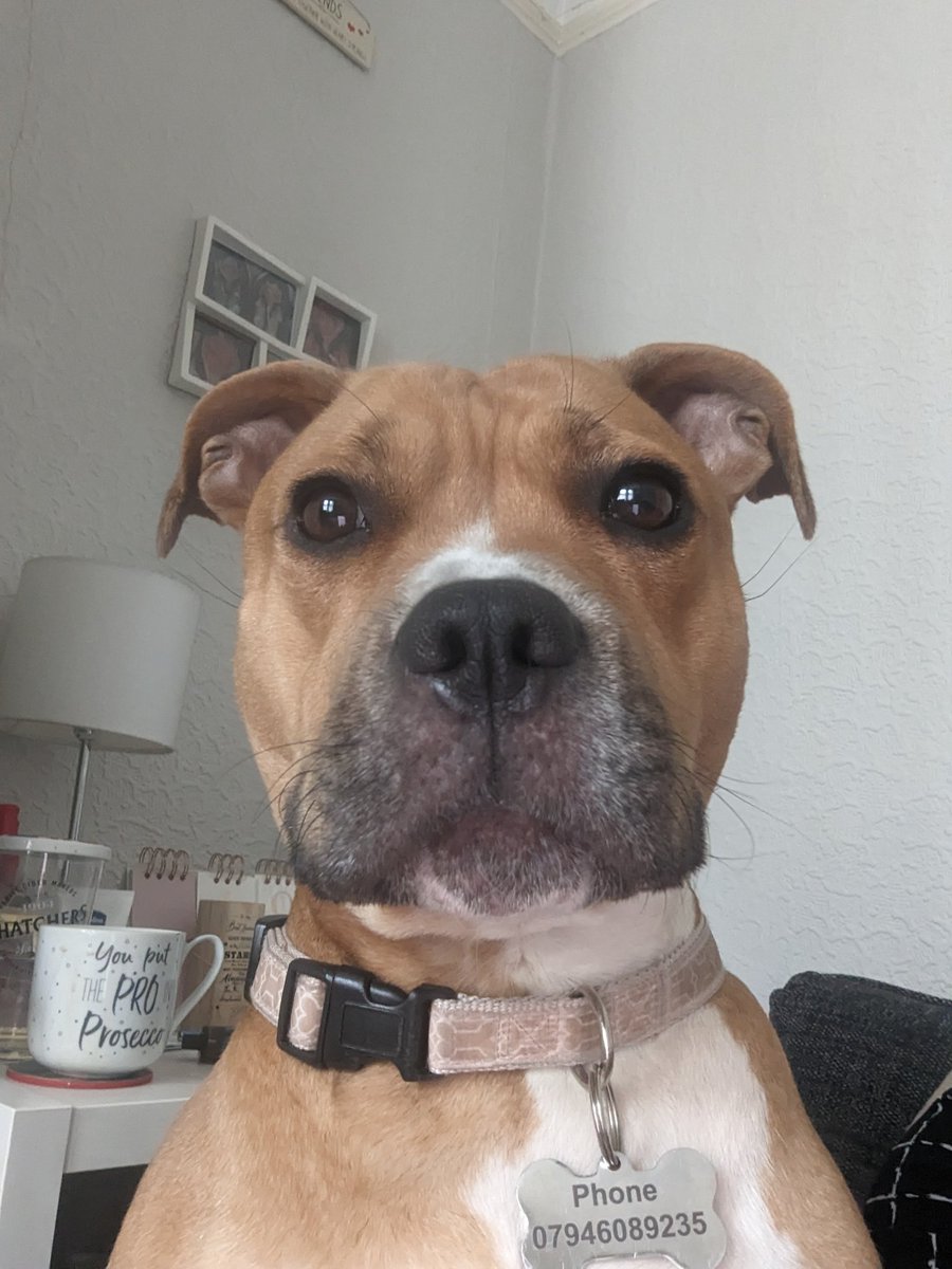 Good morning, hoomum says l'm her beautiful big girl xx