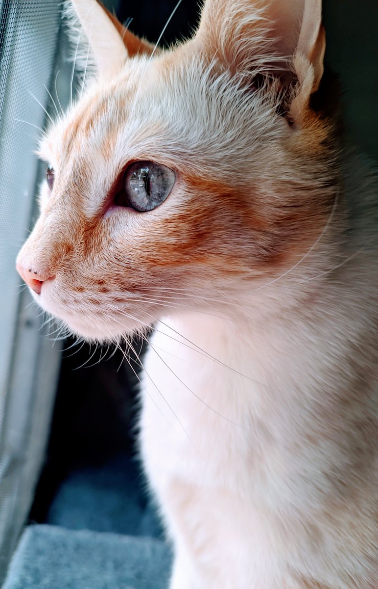 de_felinos's tweet photo. #BuenosDias #Viernes #Gatos https://t.co/QEbUTG00WU