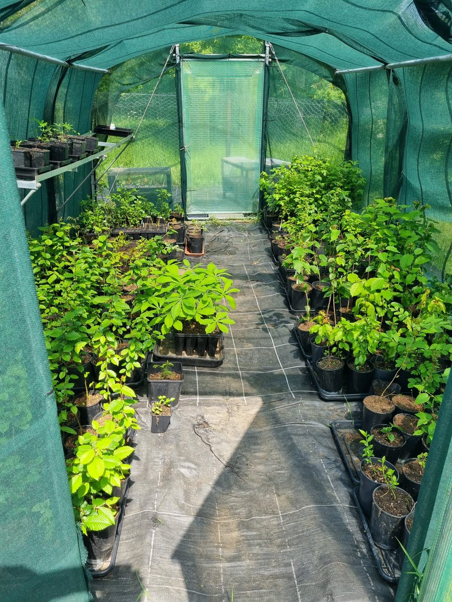 SuffolkTrees's tweet image. #FridayMotivation tree seedlings in their (recycled) shade tunnel #Suffolk #CommunityTreeNurseries