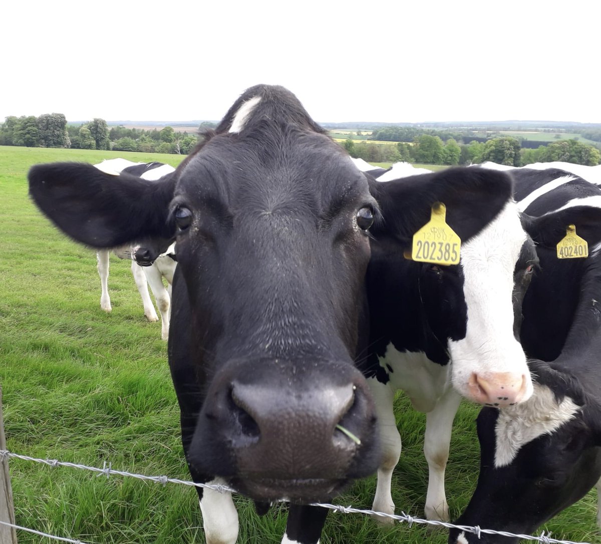 There’s some inquisitive new residents @DuncombePark and we had a chat with them on our morning walk #RuralBusiness #ThankBritishFarmers #LoveWhereYouLive @VisitHelmsley