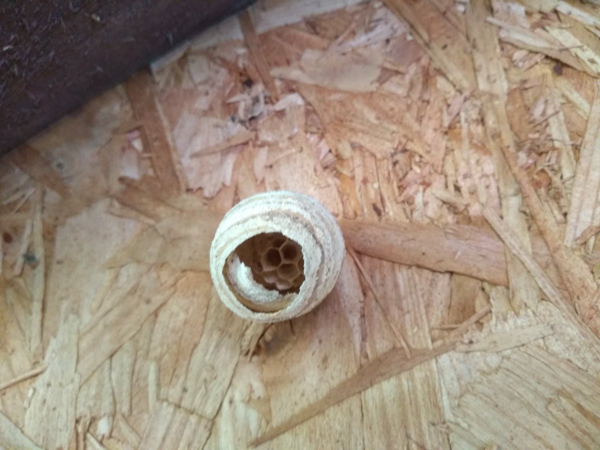 Nature twitter, can anyone ID if this is a bumblebee nest? Have seen multiple bumbles going in & out of our shed and this is on the ceiling, about the size of a ping-pong ball.