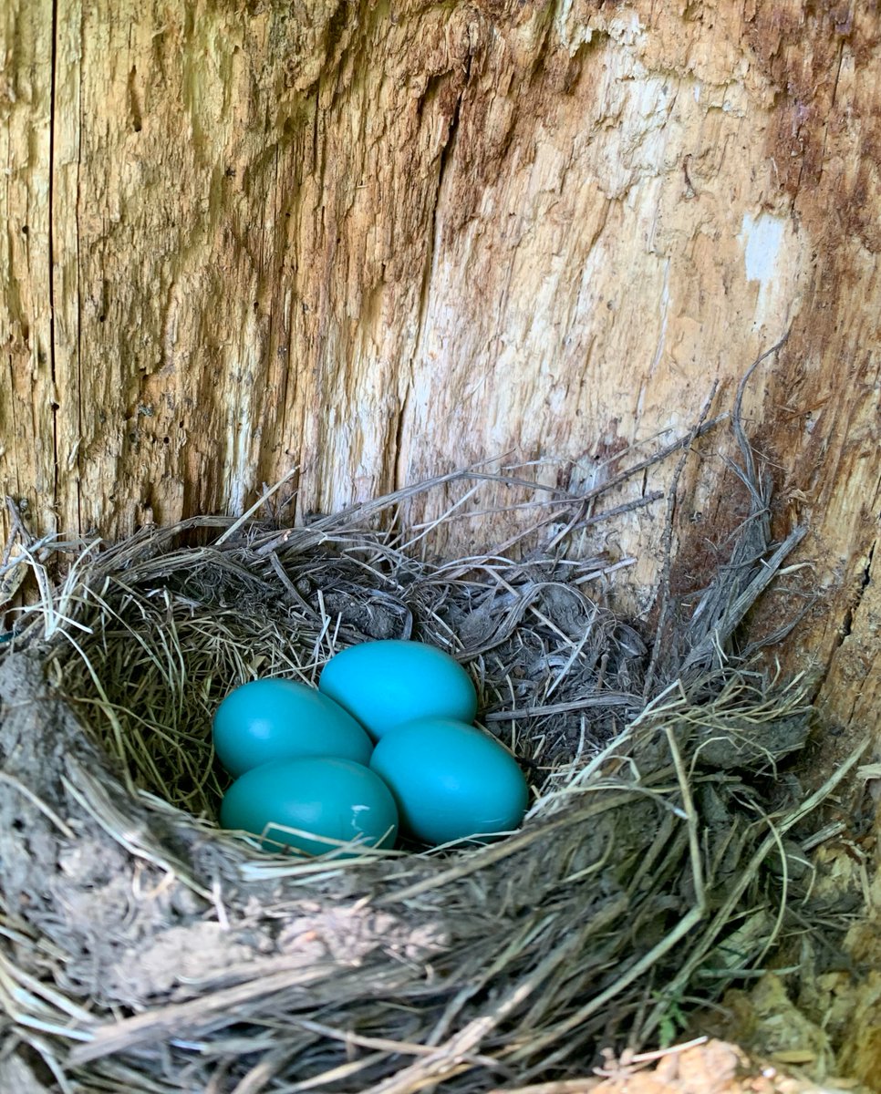 Our Farm educator found this robin’s nest on our estate! Look how beautiful and bright blue these eggs are! 🥚

#AltText: Four blue eggs in a nest.

#RobinNest #BlueEggs #NatureFinds #NatureWalk