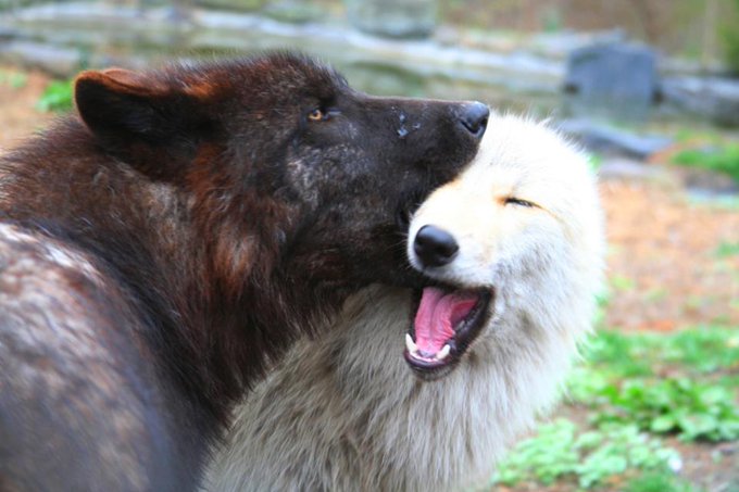 wolf_loverpos's tweet photo. "The pure love of being a mother" What do you think? https://t.co/62T0lfFfEF