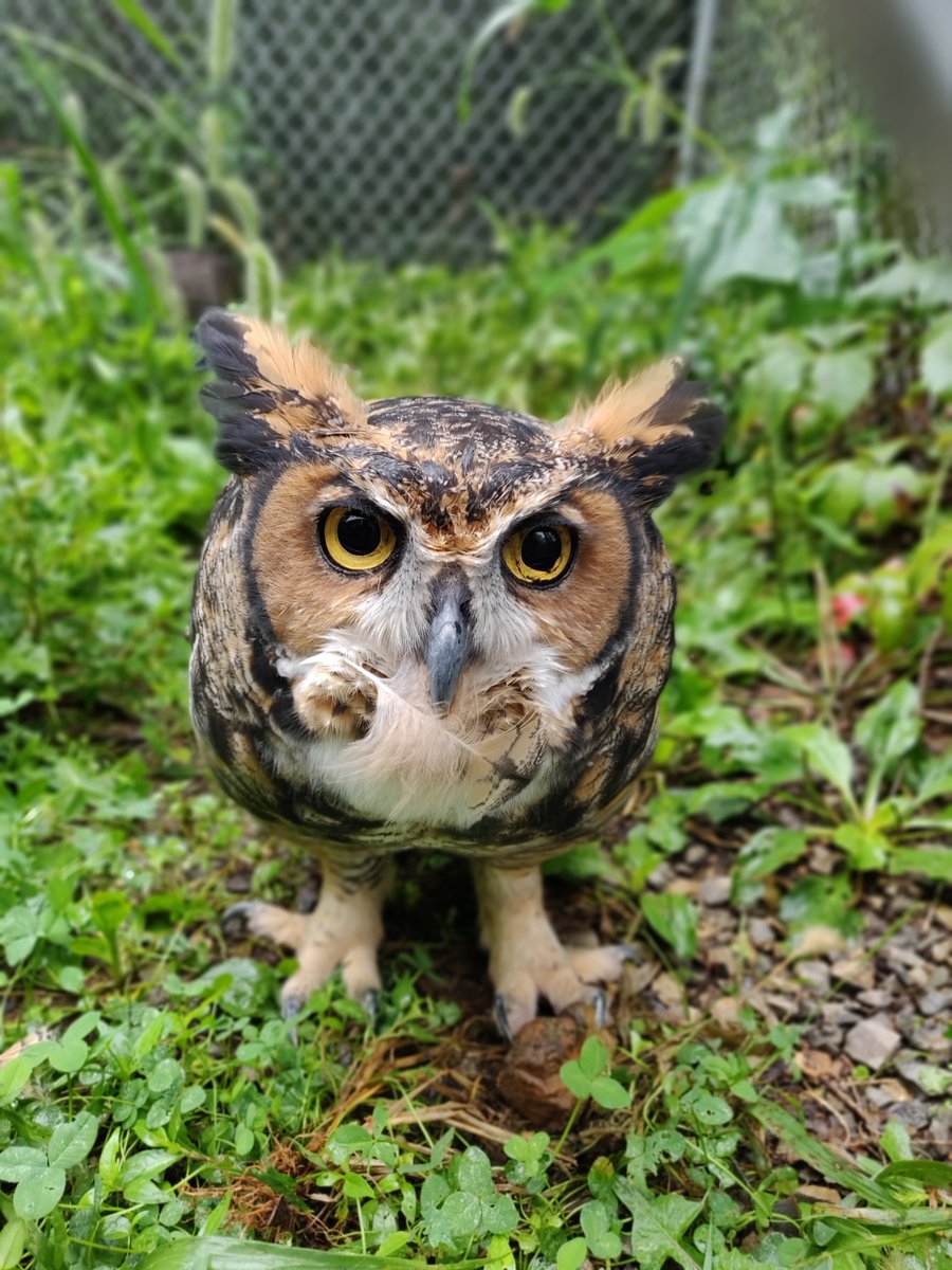 #FunFactFriday! Great horned #owls have an extremely varied diet. In fact, over 250 different prey species have been identified, including  everything from scorpions to rabbits to rodents to other owls. #DidYouKnow #millmountainzoo #funfacts #Roanoke #MMZ #roanokevirginia #mmzoo