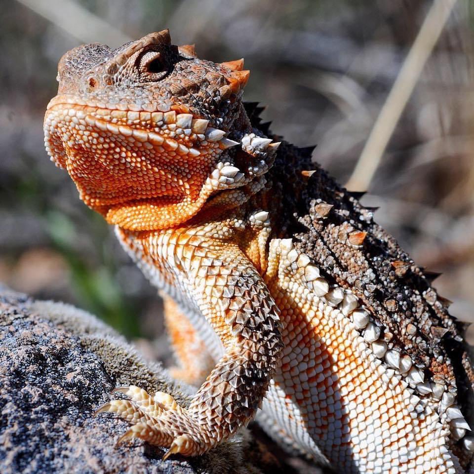 Felt cute, might shoot blood out of eyes later…

📸:  <a href="/BandelierNPS/">Bandelier National Monument</a>